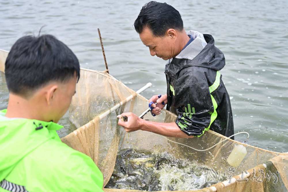 致富养殖业_致富养殖好项目_春季养殖致富项目