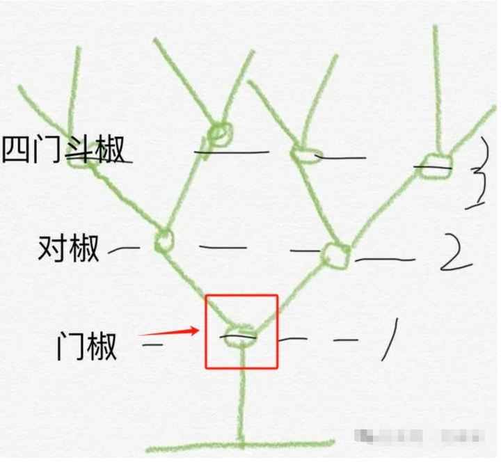 辣椒致富经_致富经辣椒种植视频_辣椒种植致富新路