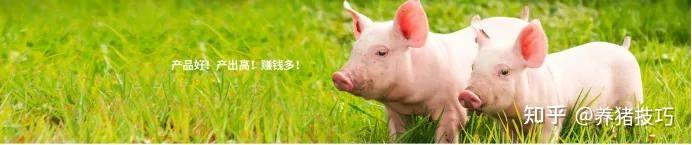 致富经养猪技术创业视频_致富经大学生养猪创业视频_猪养殖致富案例