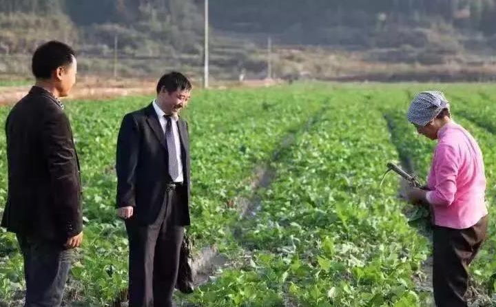 致富种植什么比较赚大钱_银行支持种植致富_种植致富业