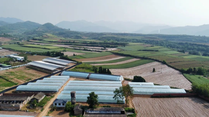 致富种植豇豆图片_致富种植豇豆视频_种植豇豆致富