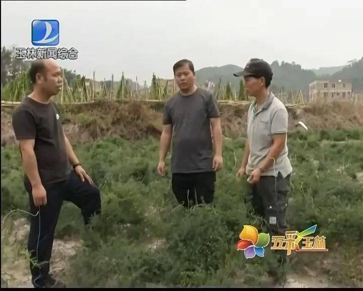 天冬种植效益_种植天冬市场前景怎样_天冬种植致富故