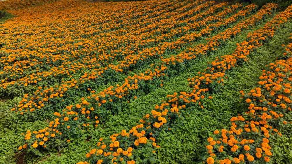 石头种植致富花图片视频_石头画致富_珍珠岩花生芽种植视频