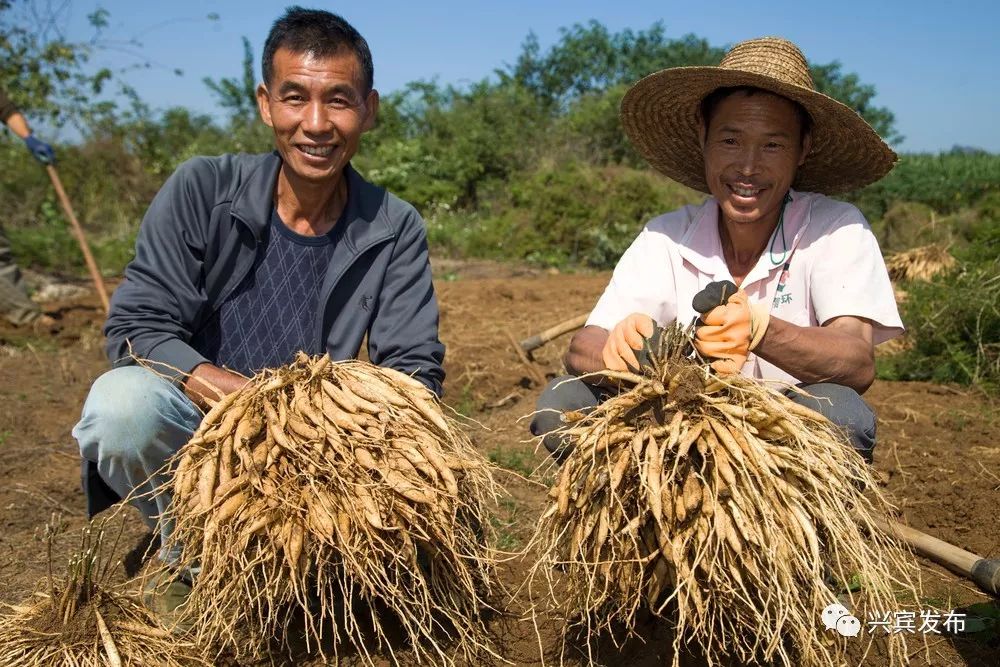 种植天冬市场前景怎样_天冬种植致富故_天冬种植骗局视频