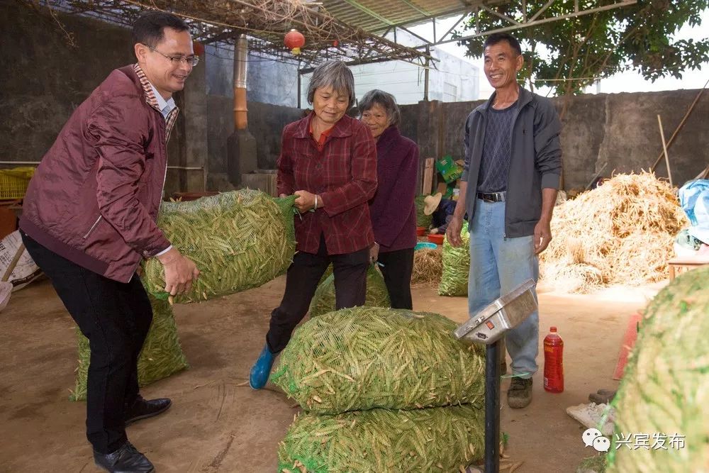 种植天冬市场前景怎样_天冬种植致富故_天冬种植骗局视频