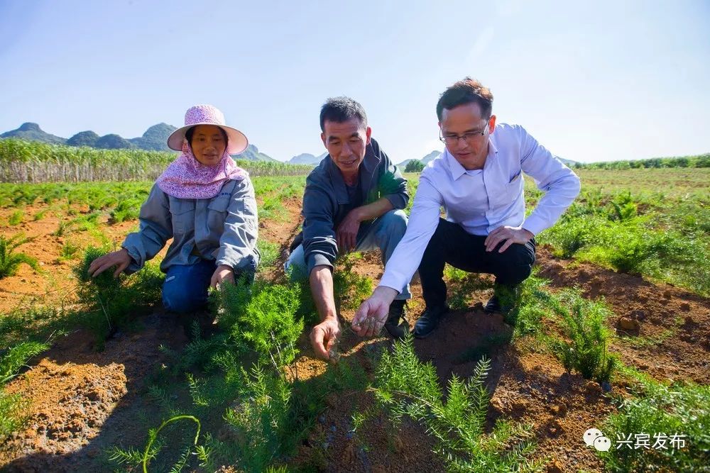 天冬种植致富故_种植天冬市场前景怎样_天冬种植骗局视频