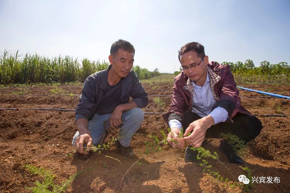 天冬种植致富故_种植天冬市场前景怎样_天冬种植骗局视频