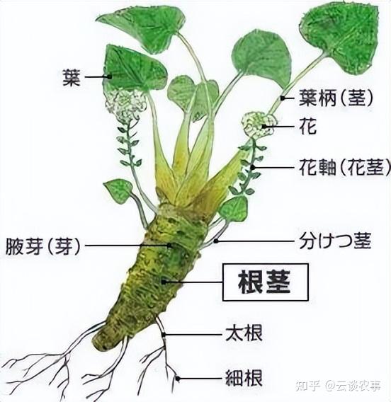 致富经种植粉根_四季蒜苗种植致富_有机质蔬菜特色种植的致富故事