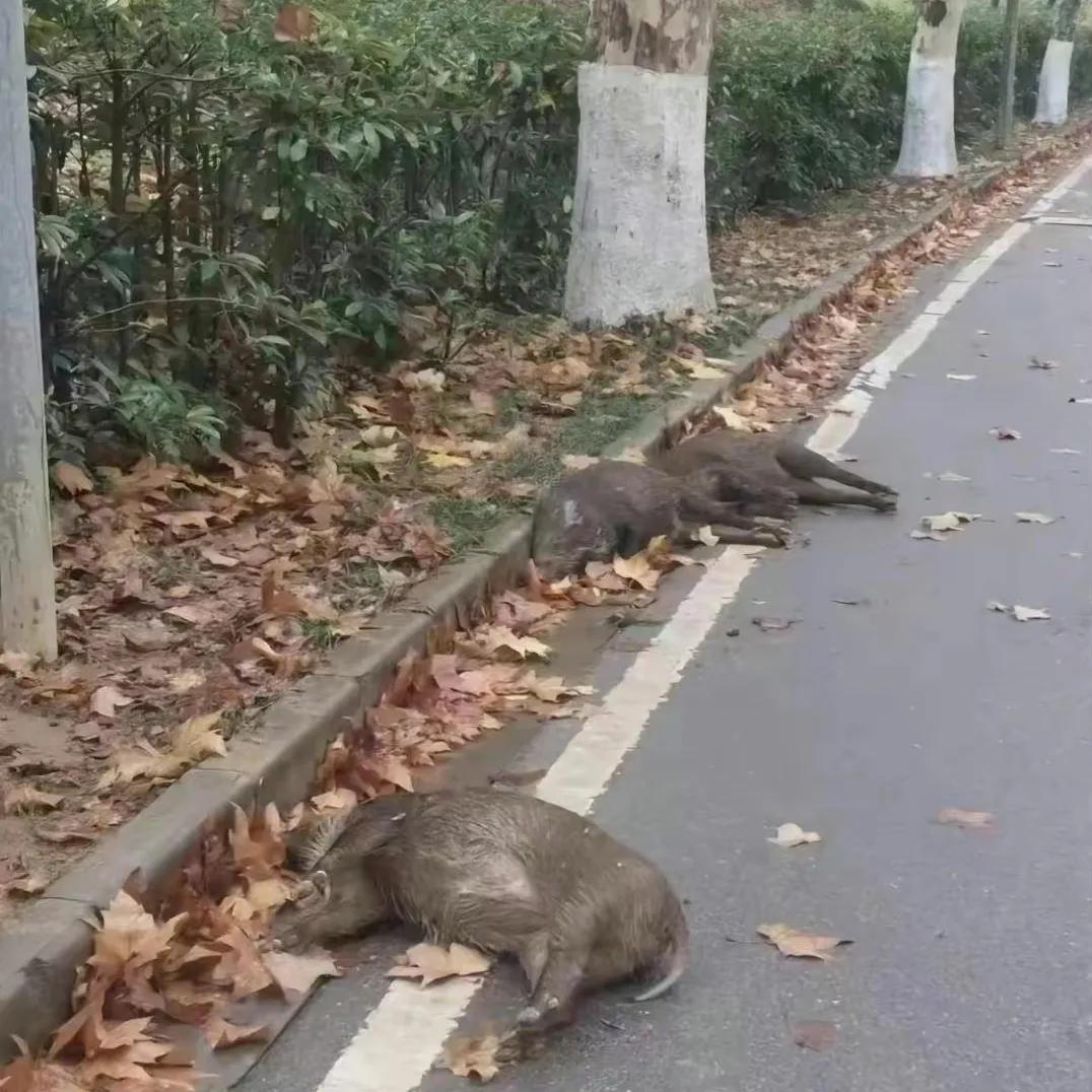 3头野猪冻死在南京路边？野猪耐低温能力很强，应尽快查明死因