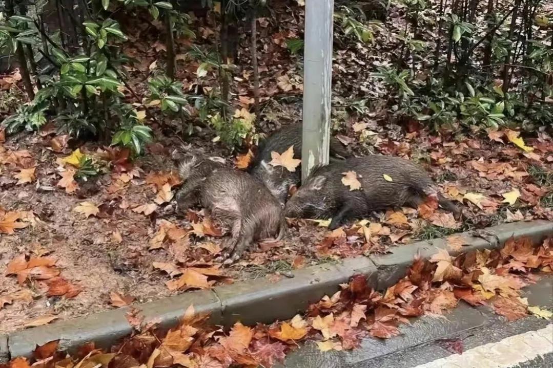 野猪的养殖技术的视频_养殖野猪视频全集_视频野猪养殖技术大全