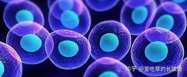 螺蛳人工养殖技术视频_螺蛳如何养殖视频_鲜活花螺养殖技术视频