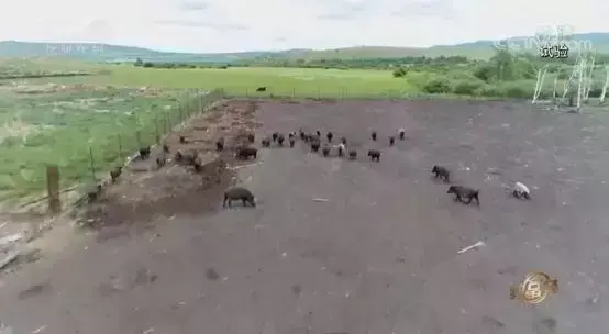 致富经野猪散养视频全部_致富经20161227养野猪_视频致富野猪散养全部视频下载