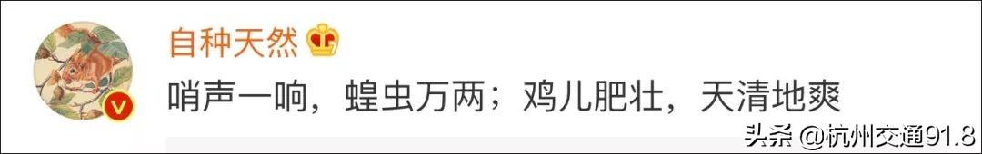 视频养殖蝗虫技术教学_养殖蝗虫的视频_蝗虫养殖技术视频