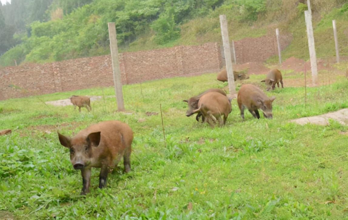 视频致富野猪散养全部视频下载_野猪致富经_致富经野猪散养视频全部