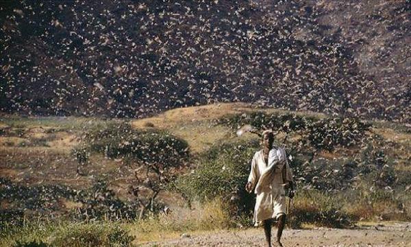 视频养殖蝗虫技术教程_人工养殖蝗虫视频_蝗虫养殖技术视频