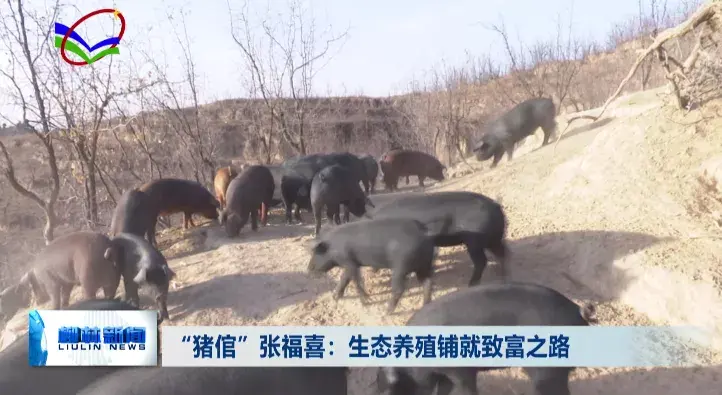 致富路上的特色养殖业_养殖致富路有哪些项目_致富道路养殖