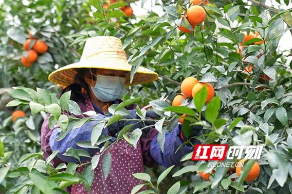 致富种植视频全集_种植致富案例_武鸣种植致富视频