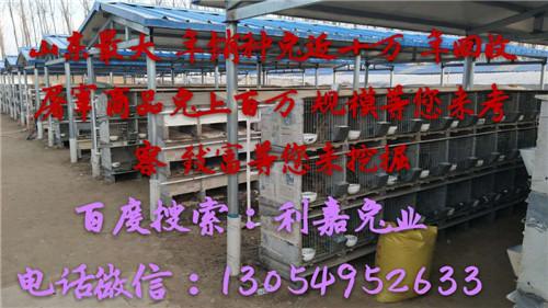 致富养殖养猪项目介绍_致富养殖养猪项目简介_养殖致富养猪项目