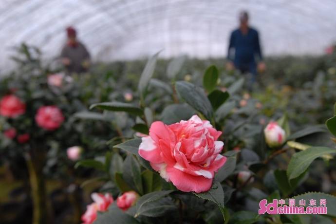 致富种植树苗_致富苗植树种有哪些_种树致富经