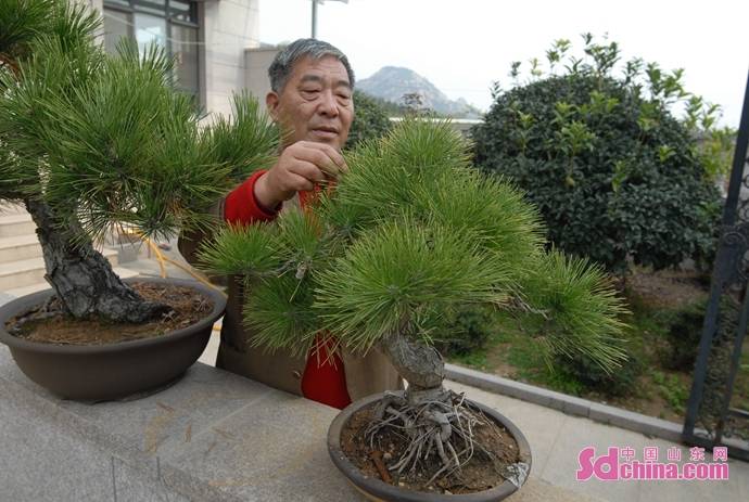 致富苗植树种有哪些_致富种植树苗_种树致富经