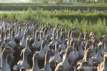 白天鹅 养殖技术_天鹅养殖技术视频教程_天鹅养殖视频