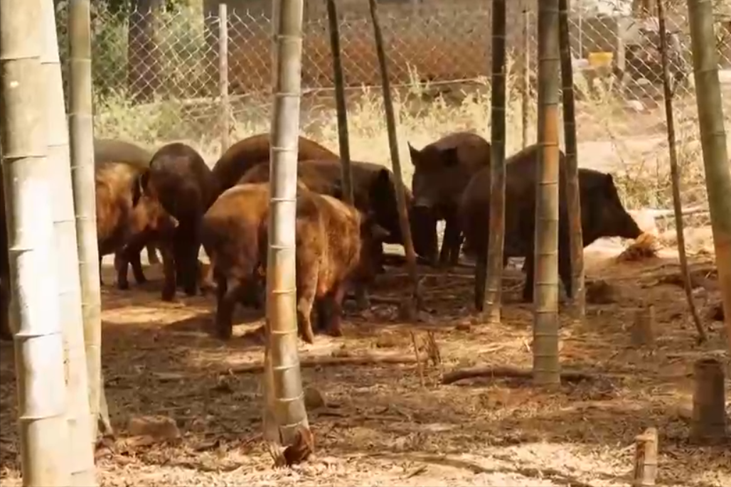 致富经20161227养野猪_视频致富野猪散养全部视频下载_致富经野猪散养视频全部