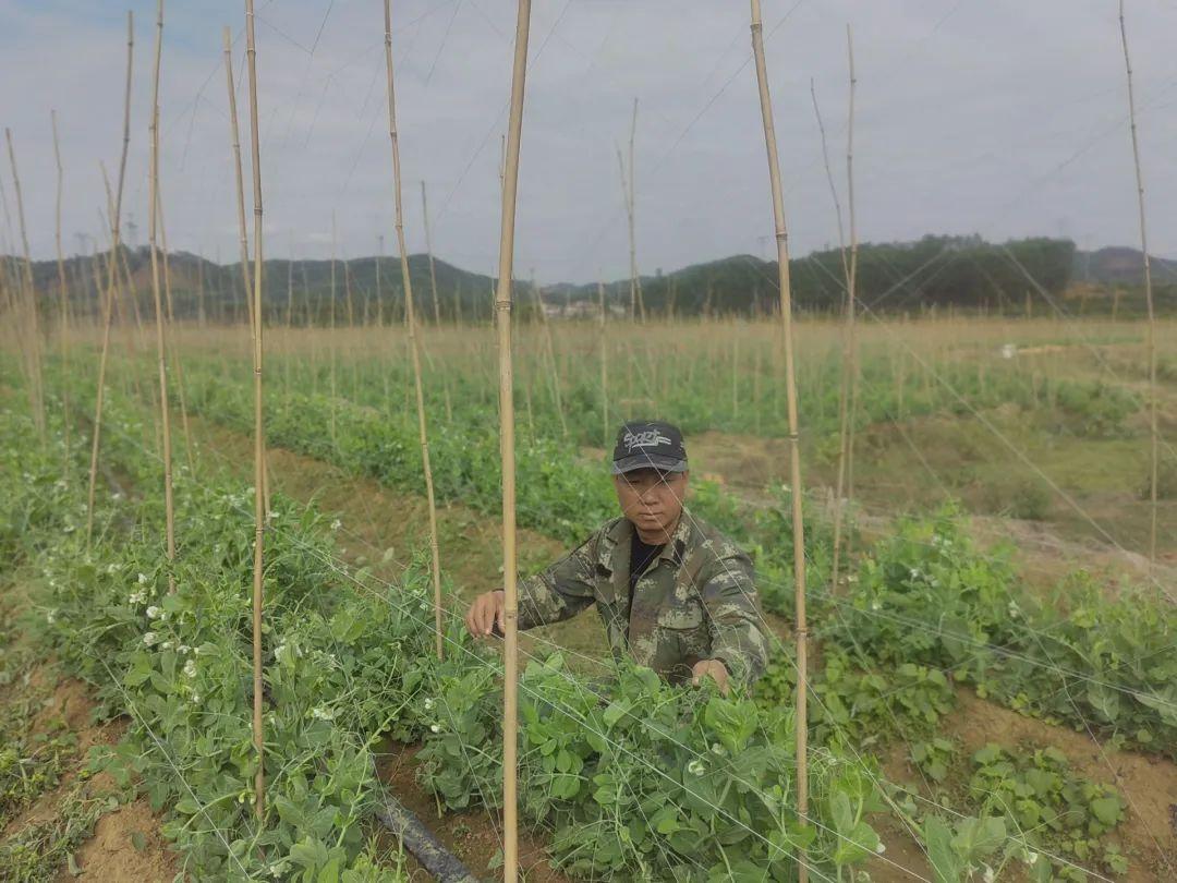 种植致富案例_农村种植致富好项目视频_武鸣种植致富视频