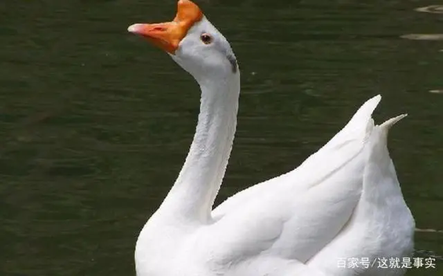 天鹅养殖场_白天鹅 养殖技术_天鹅养殖需要什么手续