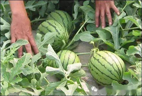 平菇种植技术_西红的种植技术_种植技术大全基础知识