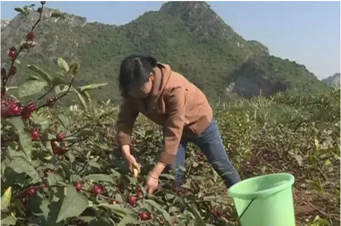 致富种植视频全集_农村种植致富好项目视频_武鸣种植致富视频