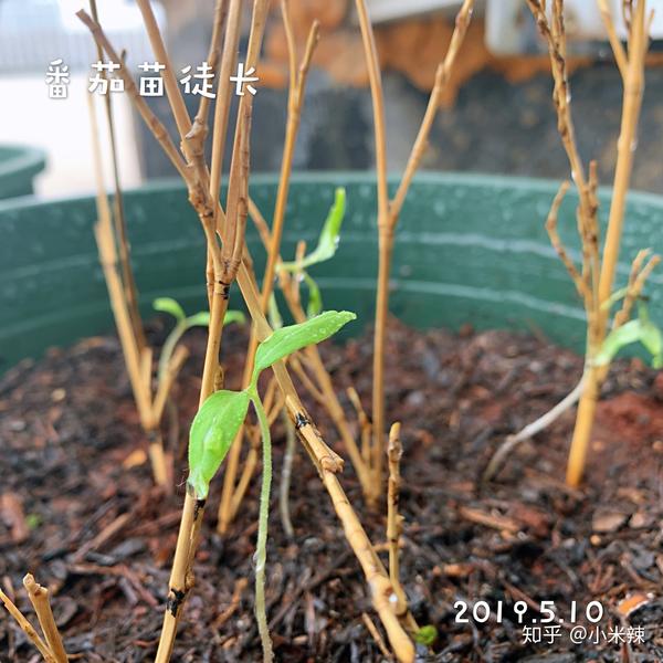 丝瓜种植效益_种植丝瓜致富_种植丝瓜赚钱吗