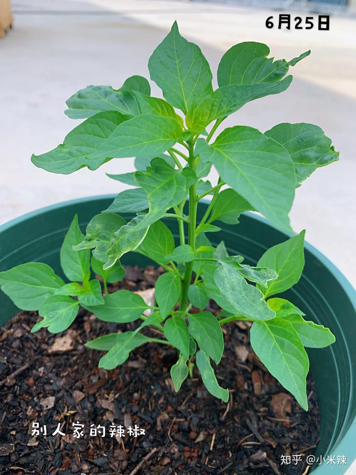 种植丝瓜赚钱吗_种植丝瓜致富_丝瓜种植效益