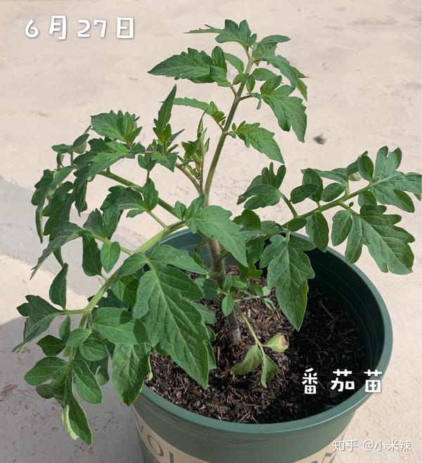 种植丝瓜赚钱吗_丝瓜种植效益_种植丝瓜致富