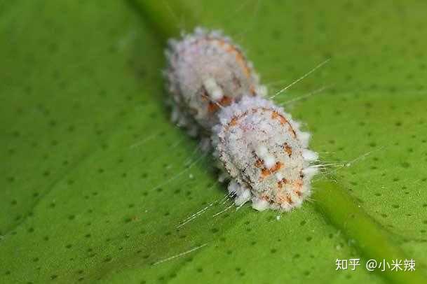 种植丝瓜赚钱吗_种植丝瓜致富_丝瓜种植效益