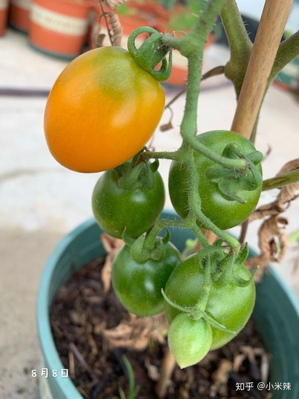 丝瓜种植效益_种植丝瓜赚钱吗_种植丝瓜致富