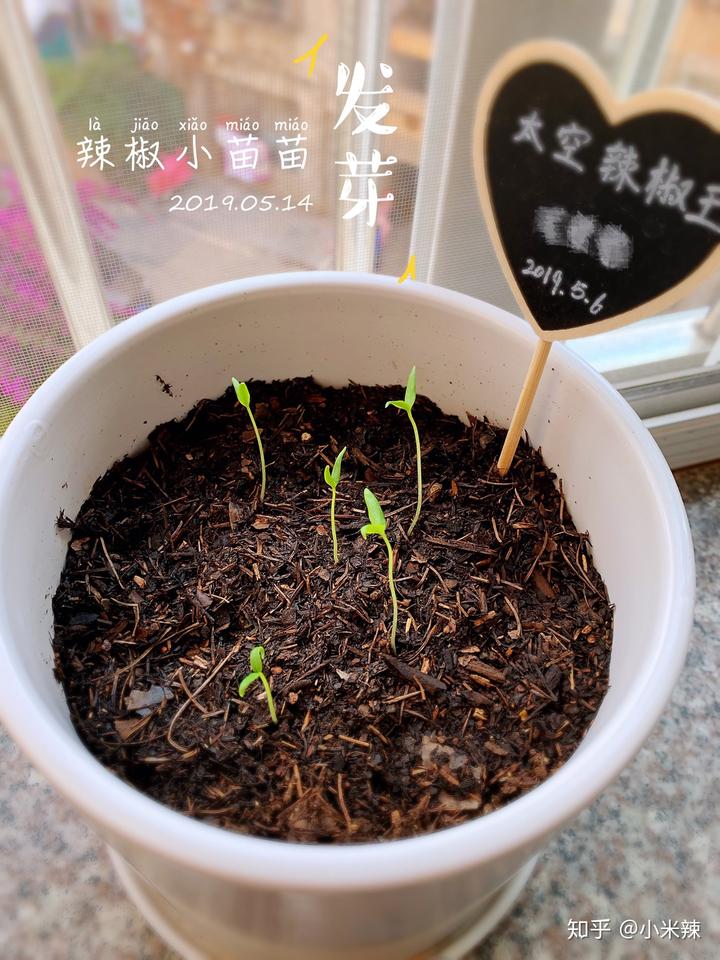 丝瓜种植效益_种植丝瓜致富_种植丝瓜赚钱吗