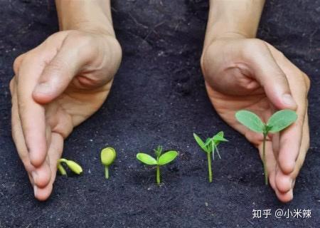 种植丝瓜赚钱吗_种植丝瓜致富_丝瓜种植效益