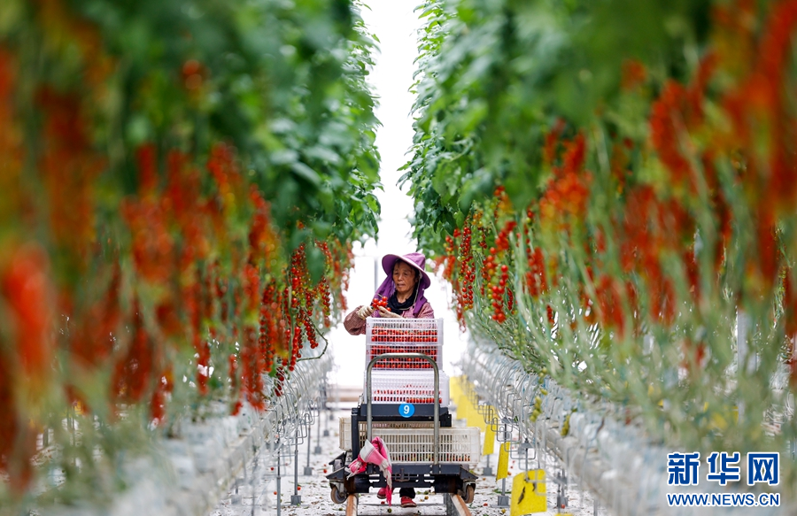 致富种植什么比较赚大钱_致富经农村种植_种植致富路