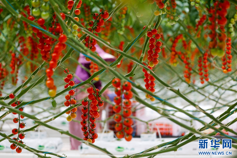 种植致富路_致富种植什么比较赚大钱_致富经农村种植