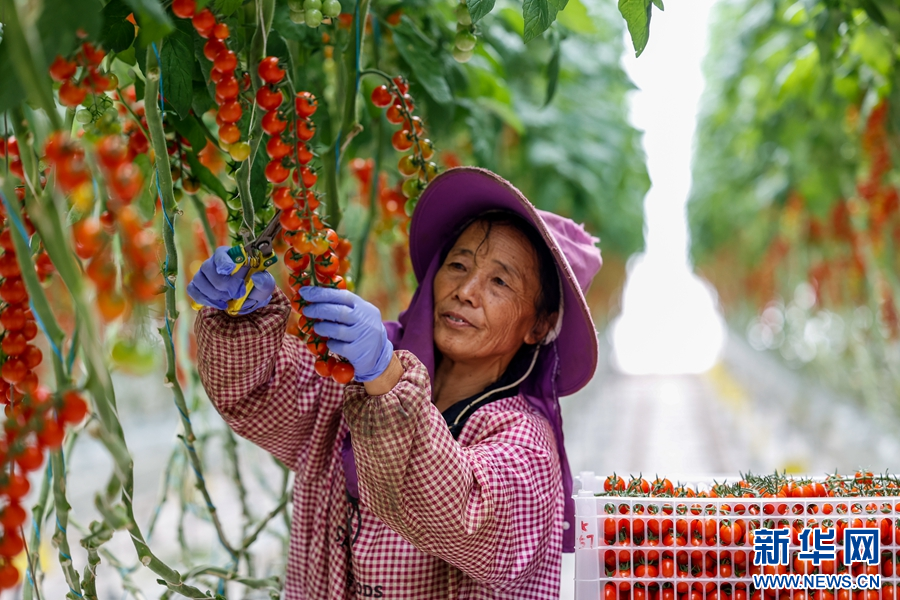 致富种植什么比较赚大钱_致富经农村种植_种植致富路