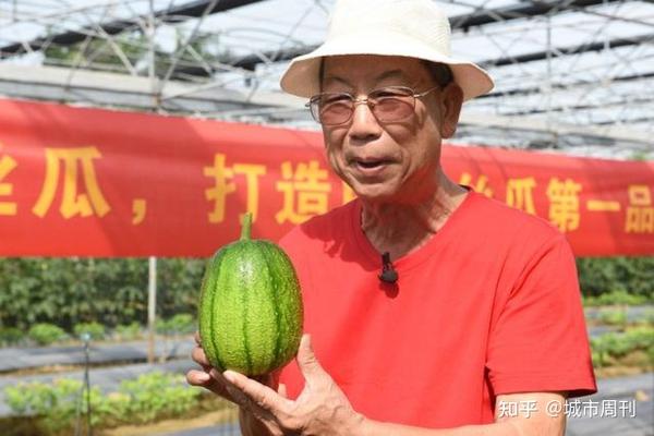 致富种植丝瓜怎么样_致富种植丝瓜图片_种植丝瓜致富