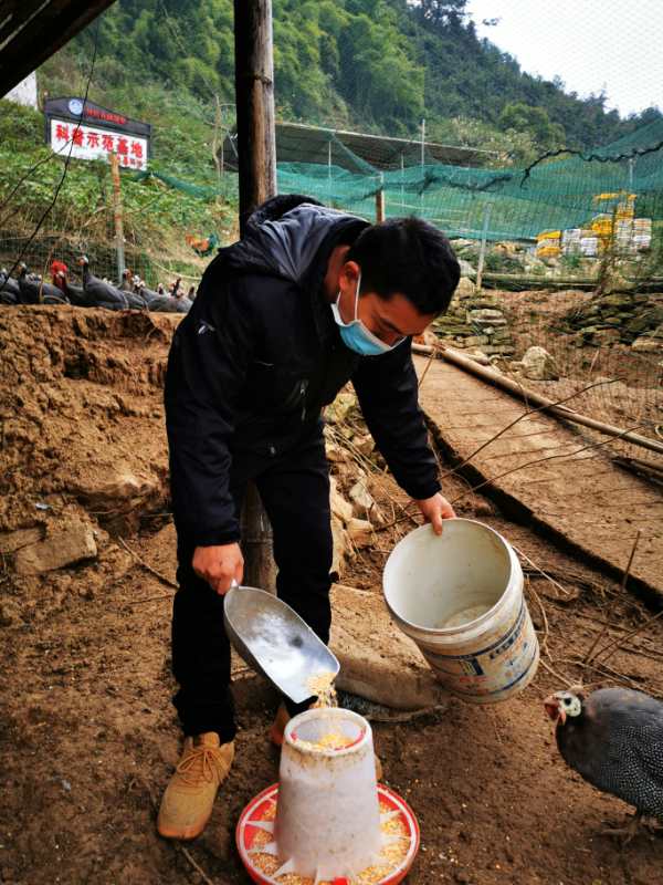 草原喂养珍珠鸡致富经_致富喂养草原珍珠鸡图片_致富喂养草原珍珠鸡视频