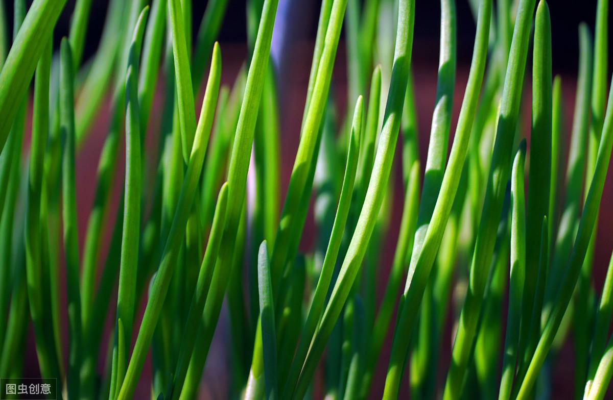 致富韭菜种植花盆图片_韭菜花种植致富_种韭菜花赚钱吗