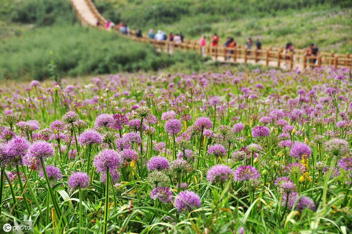 致富韭菜种植花盆图片_种韭菜花赚钱吗_韭菜花种植致富