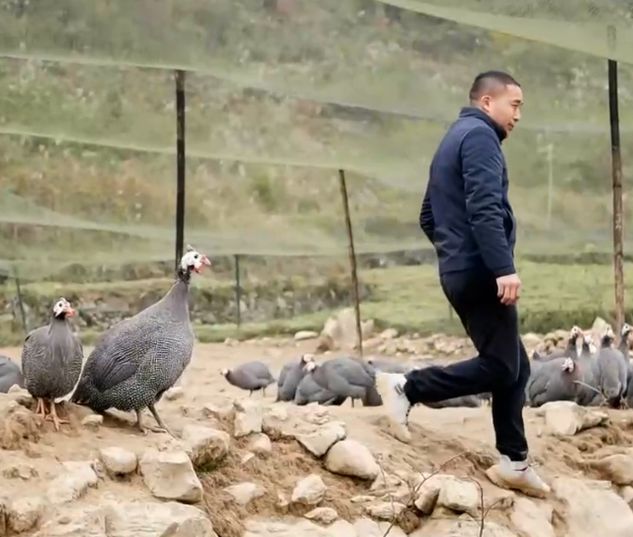 致富喂养草原珍珠鸡图片_致富经珍珠鸡养殖视频_草原喂养珍珠鸡致富经