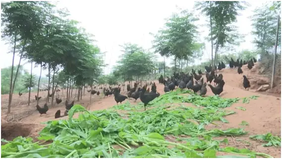 黑参种植成本及利润_黑参种植致富经_黒参种植