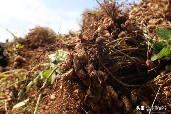 贵州花生哪里最好_贵州种植花生致富_贵州花生豆的种植方法