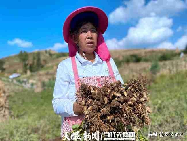 贵州花生豆的种植方法_贵州花生哪里最好_贵州种植花生致富