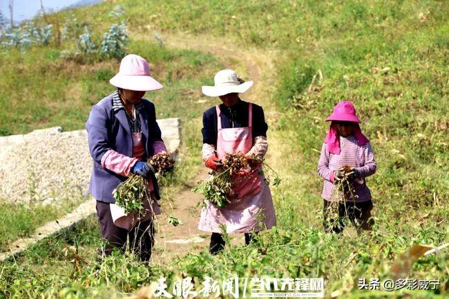 贵州种植花生致富_贵州花生豆的种植方法_贵州花生哪里最好