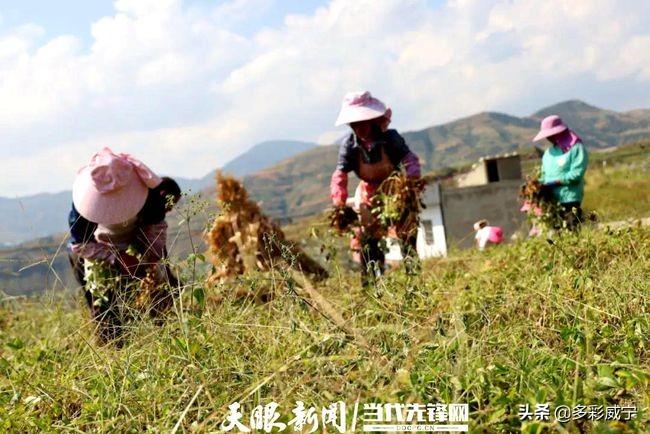 贵州花生豆的种植方法_贵州种植花生致富_贵州花生哪里最好